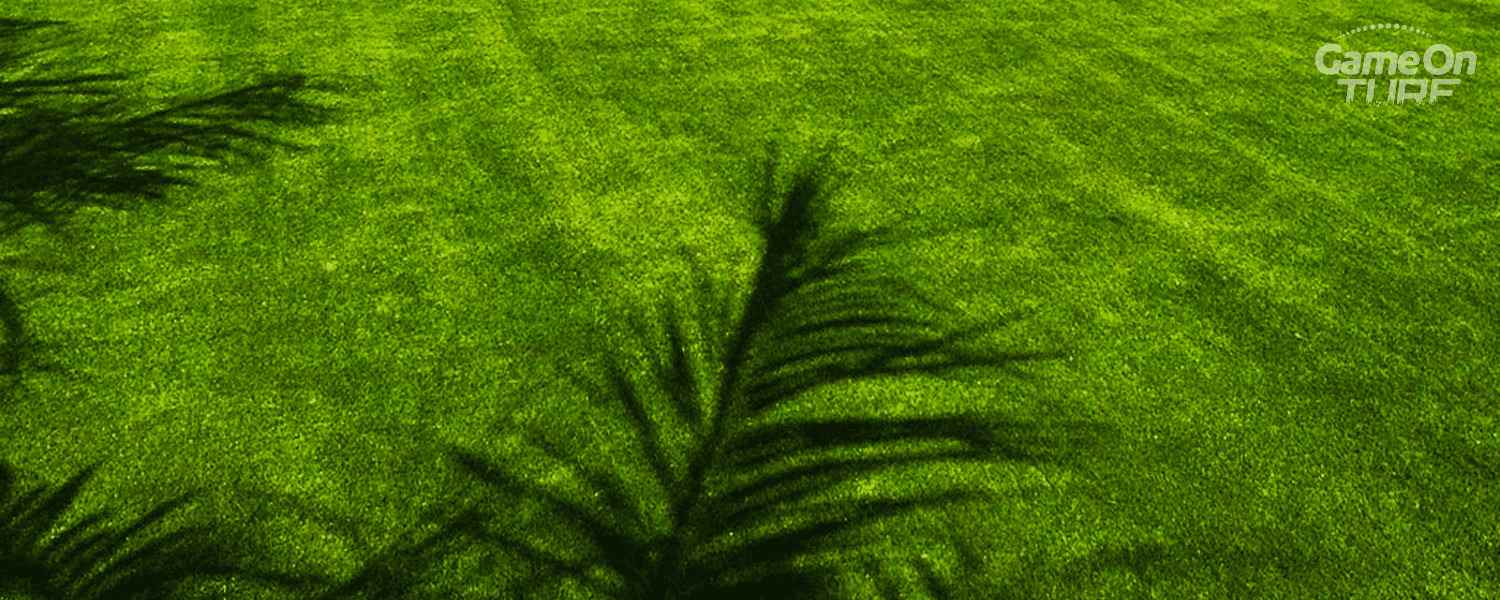 A vibrant green lawn with artificial grass, surrounded by tall palm trees under a clear blue sky.