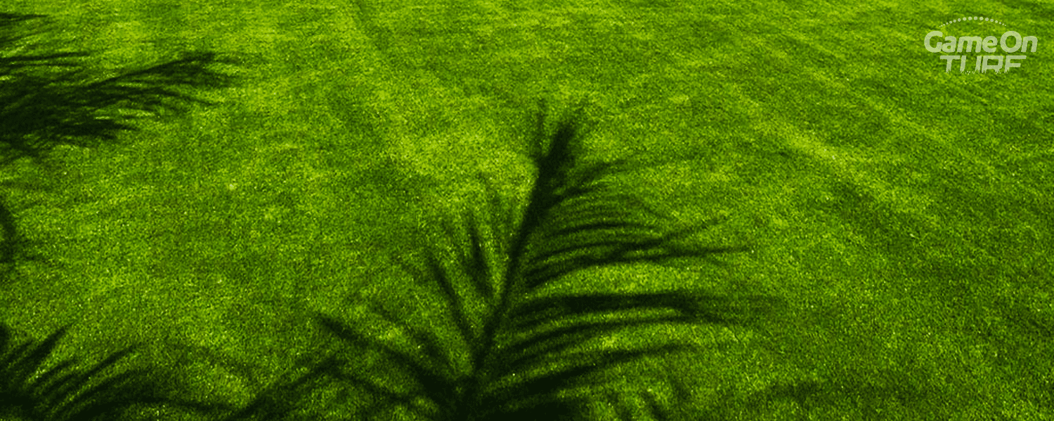 A vibrant green lawn with artificial grass, surrounded by tall palm trees under a clear blue sky.